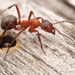 Blood-red Field Ant - Photo no rights reserved, uploaded by Philipp Hoenle