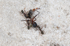 Rhytidoponera tasmaniensis