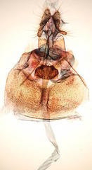 Olethreutes fasciatana