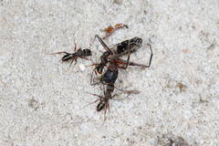 Rhytidoponera tasmaniensis