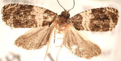 Olethreutes fasciatana