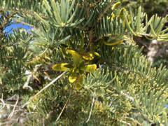Phoradendron pauciflorum