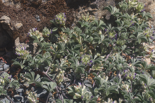 Image of Pediomelum californicum by (c) Arvel Hernandez, some rights reserved (CC BY)