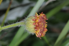 Hysterionica jasionoides