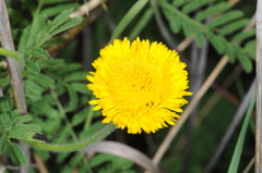Hysterionica jasionoides