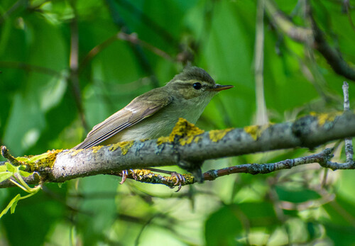 Mosquitero verdoso (Phylloscopus trochiloides)