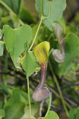 Aristolochia argentina
