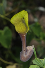 Aristolochia argentina