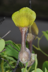 Aristolochia argentina