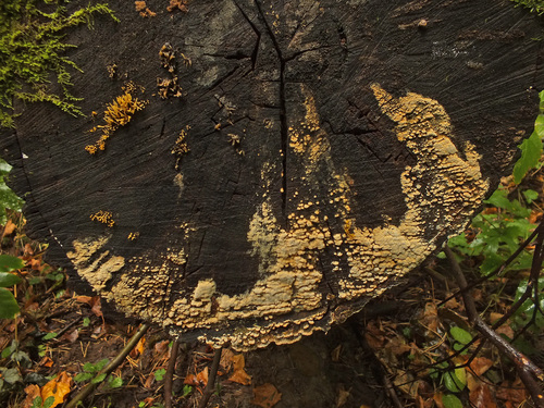Xylodon flaviporus image