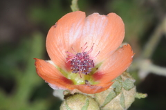 Sphaeralcea cordobensis