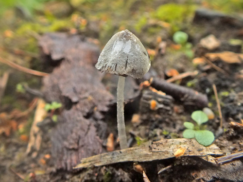 Coprinopsis narcotica image