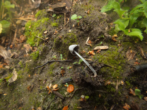 Coprinopsis narcotica image