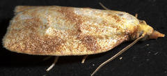 Cenopis