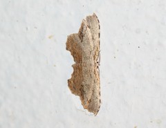 Schidax squamaria