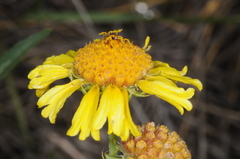 Gaillardia megapotamica