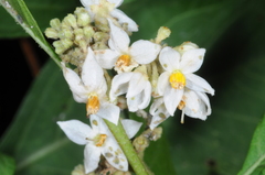 Solanum argentinum