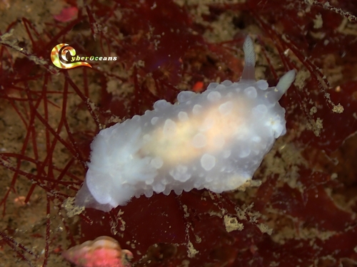 Doriopsilla pelseneeri