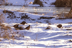 Phasianus colchicus karpowi