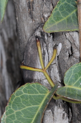 Dolichandra cynanchoides