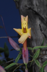 Dolichandra cynanchoides