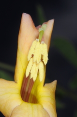 Dolichandra cynanchoides