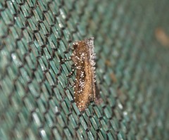 Condica pagetophagus