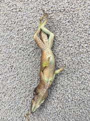 Anolis carolinensis