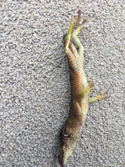 Anolis carolinensis