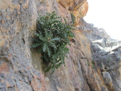 Berkheya tysonii
