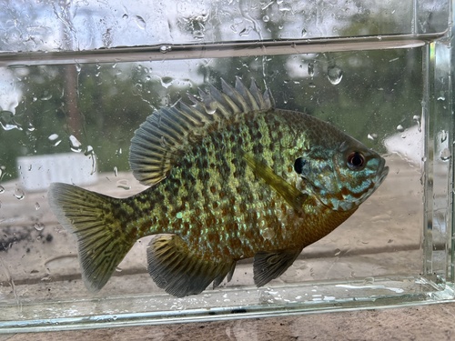 Pumpkinseed × Bluegill