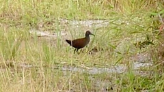 Pardirallus nigricans