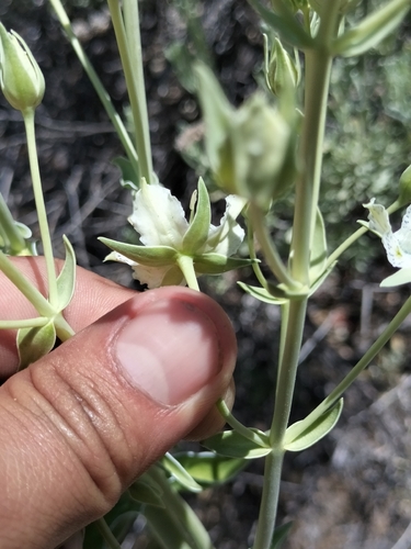 Image of Frasera parryi by no rights reserved