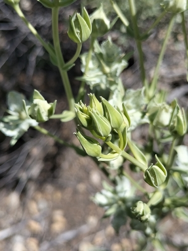 Image of Frasera parryi by no rights reserved