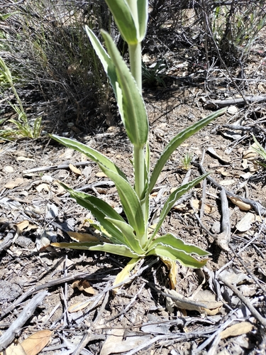 Image of Frasera parryi by no rights reserved