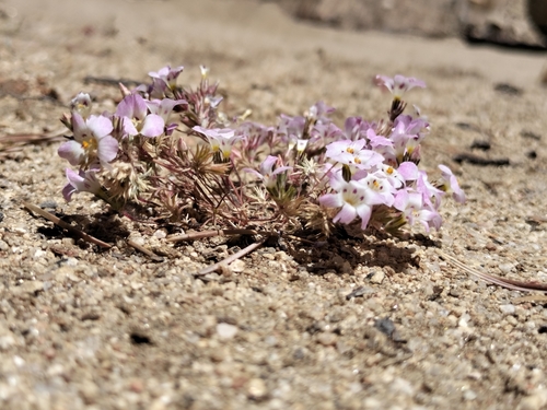 Image of Linanthus orcuttii by no rights reserved