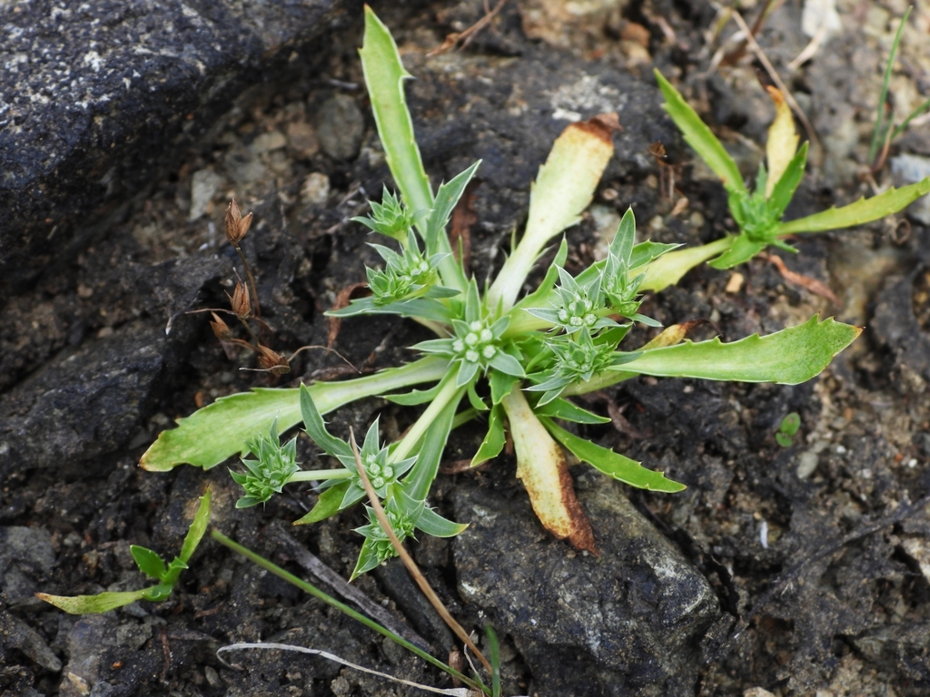 Eryngium viviparum
