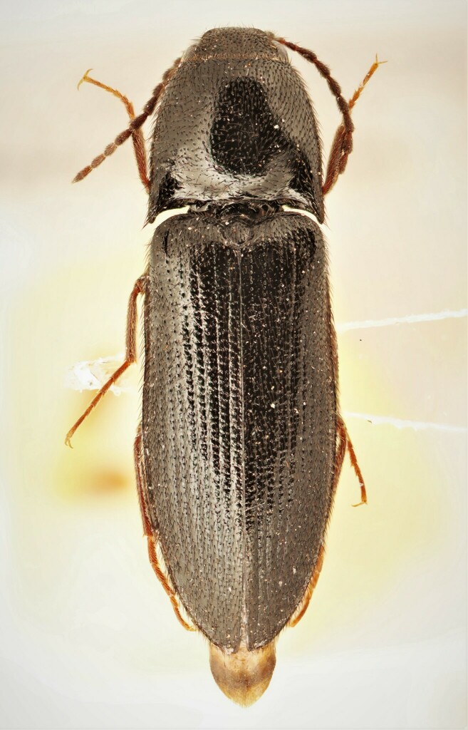 Black Click Beetle