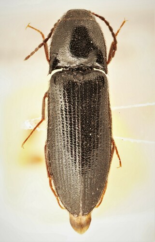Black Click Beetle