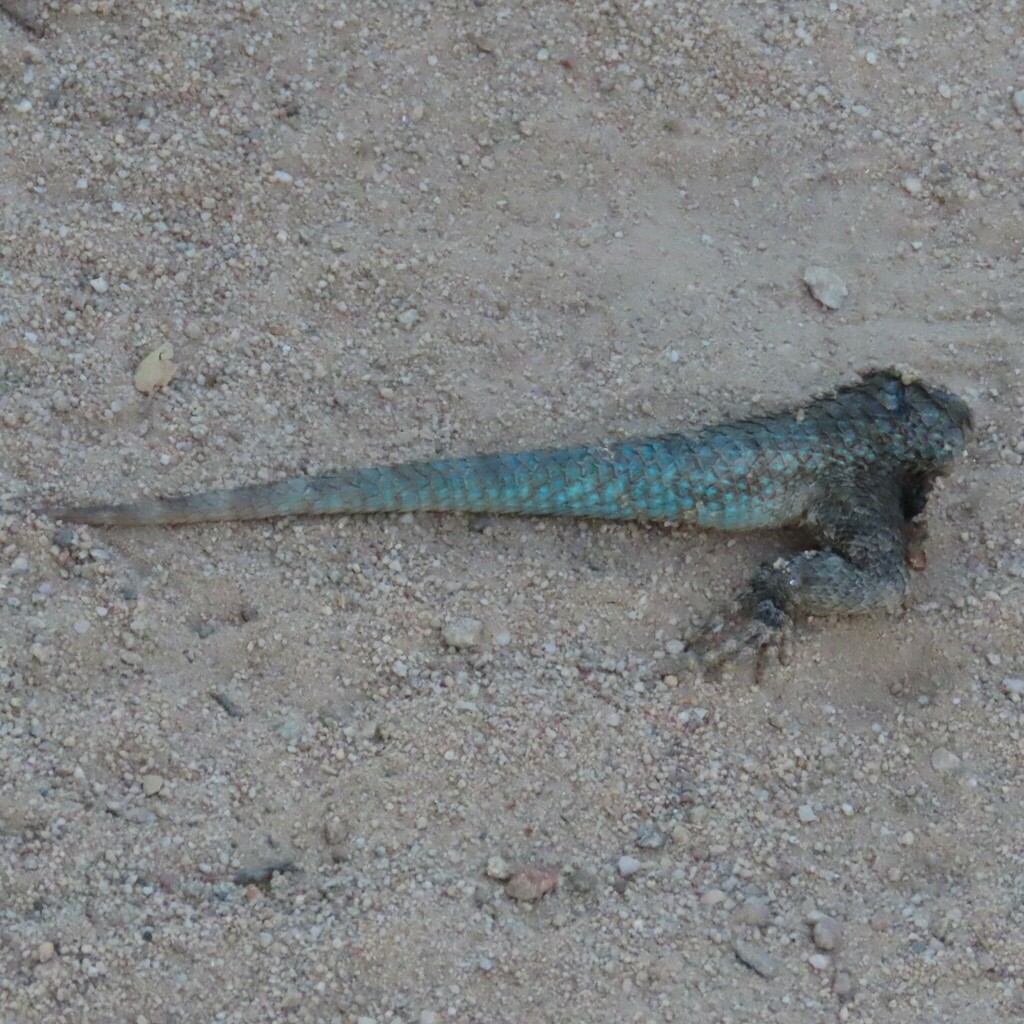 Clark's Spiny Lizard from Sierra Vista, AZ 85650, USA on June 5, 2023 ...