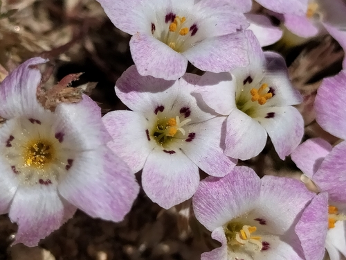 Image of Linanthus orcuttii by no rights reserved