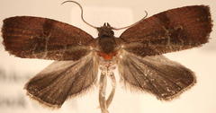 Evora hemidesma