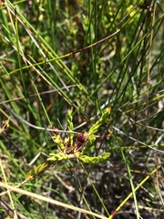 Agathosma corymbosa