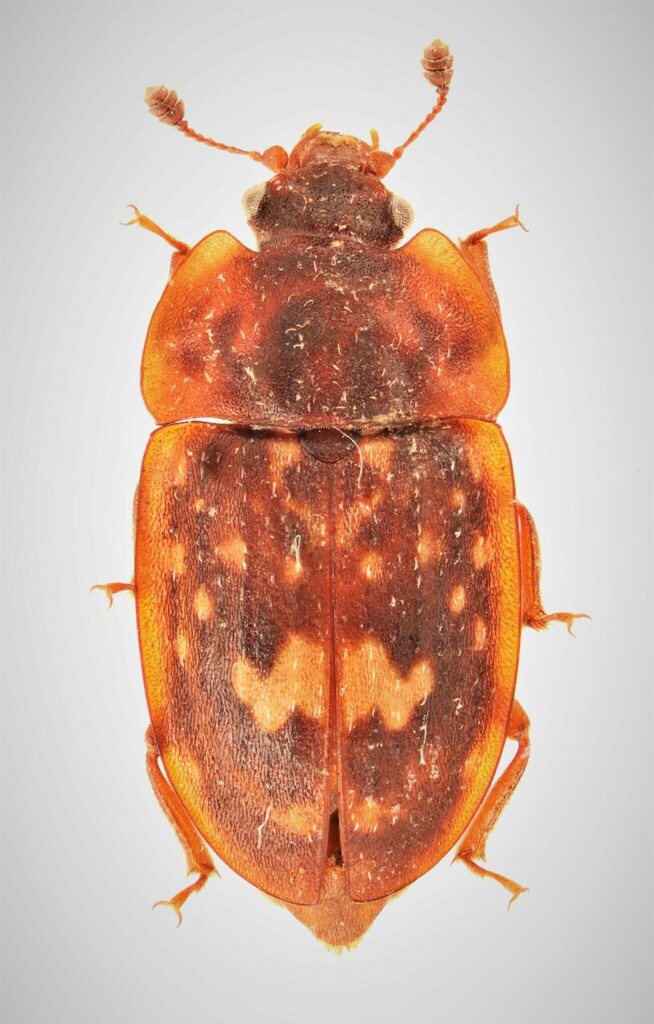 Soronia guttulata