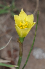 Zephyranthes filifolia