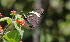 Pereute charops charops