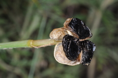 Zephyranthes filifolia