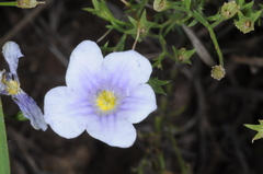 Nierembergia linariifolia
