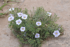 Nierembergia linariifolia