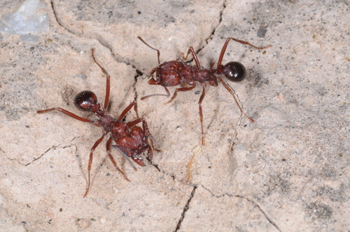 祖切叶蚁属Amoimyrmex